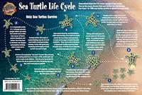 Sea turtles life cycle card