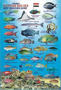 Red Sea fish card
