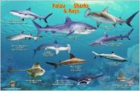 Palau sharks card