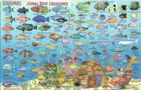 Cozumel reef fish card