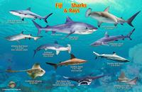 Fiji sharks card